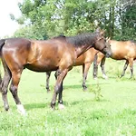 בית הארחה Sportpension Ramlhof קולרשלאג