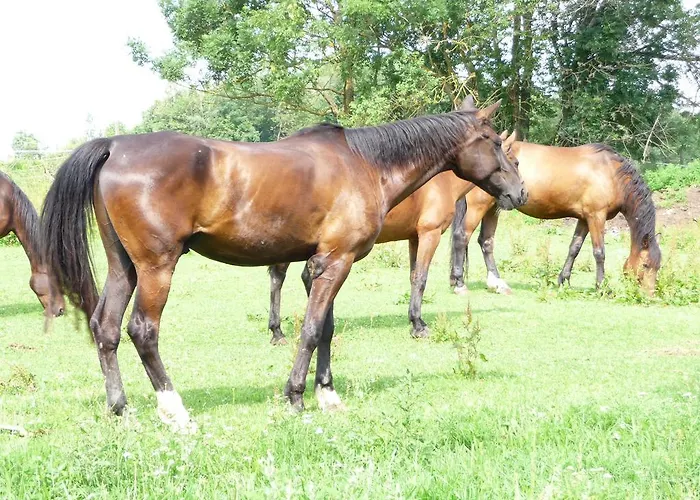 Πανσιόν Sportpension Ramlhof Kollerschlag