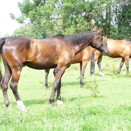 Affittacamere Sportpension Ramlhof Kollerschlag