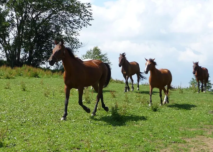 Sportpension Ramlhof 3* 콜러슐라그